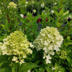 Hortenzia metlinatá (Hydrangea paniculata) ´GRAFITI´® - výška 30-60 cm, kont. C2L